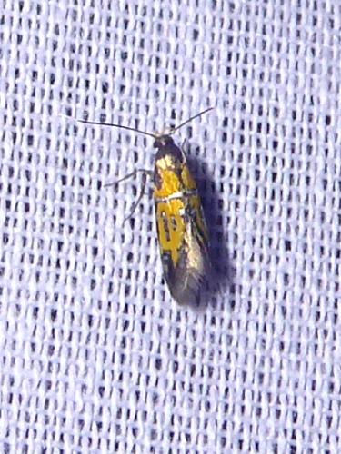 Réf. 323 939 : Schiffermuelleria schaefferella